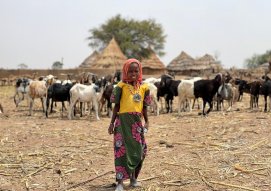 We Sacrificed Animals and Distributed Them to the People in the Mongo Province of Chad, Africa